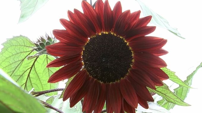 黒いヒマワリが見ごろ　ミステリー作家・横溝正史が疎開していた住宅【岡山・倉敷市】　|　岡山・香川のニュース | 天気 | RSK山陽放送