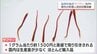 1g1500円と希少価値高い「サフラン」　産地化めざす延岡市で県外からの料理人が収穫体験　|　MRTニュース ｜ ＭＲＴ宮崎放送