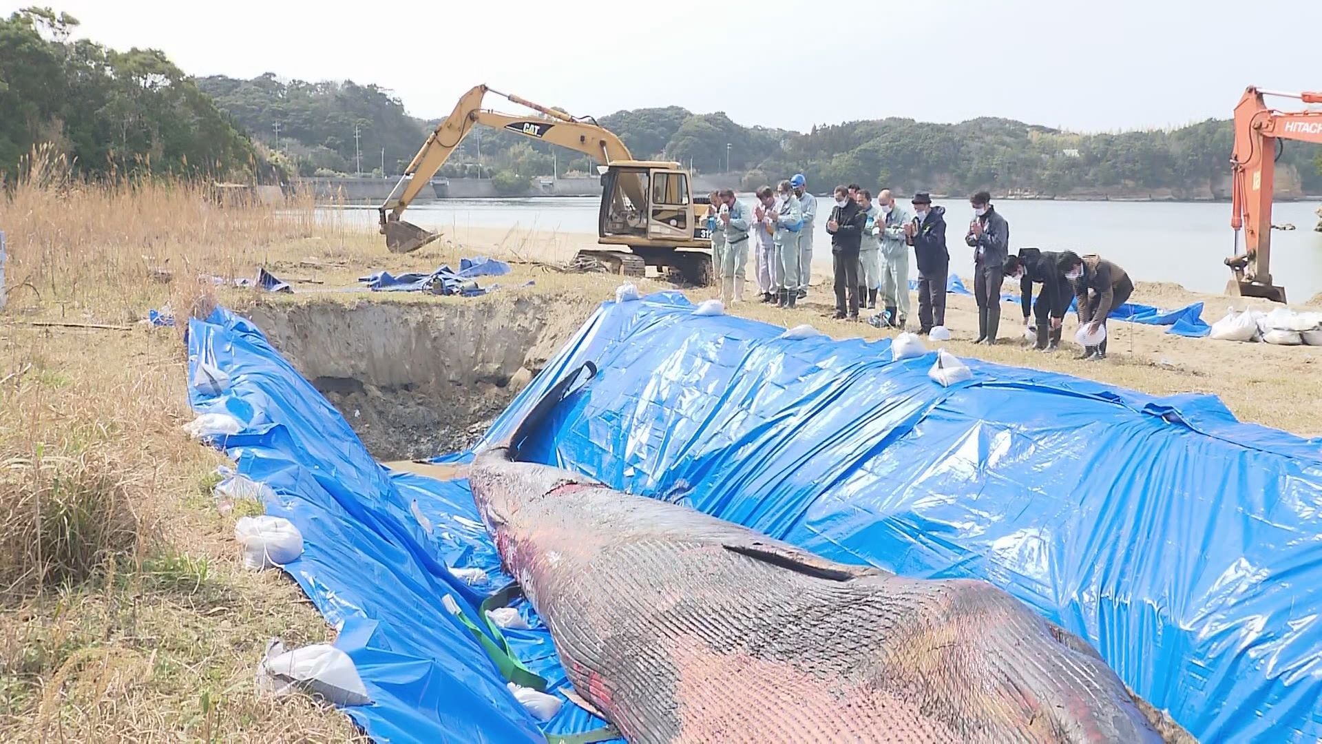 作業員全員で合掌し弔う…“鯨文化”根づく山口県長門市・打ち上げられた