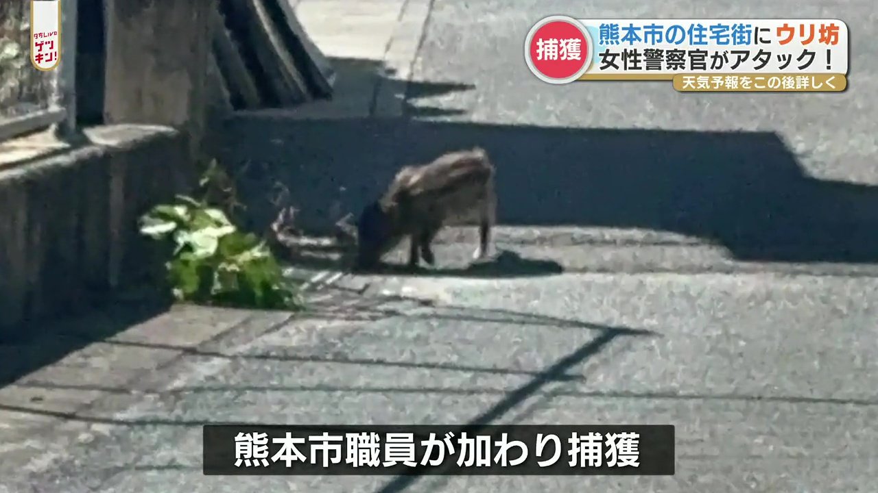 住宅街にウリ坊 女性警察官が子どものイノシシと格闘 結果は Rkk熊本放送 Goo ニュース