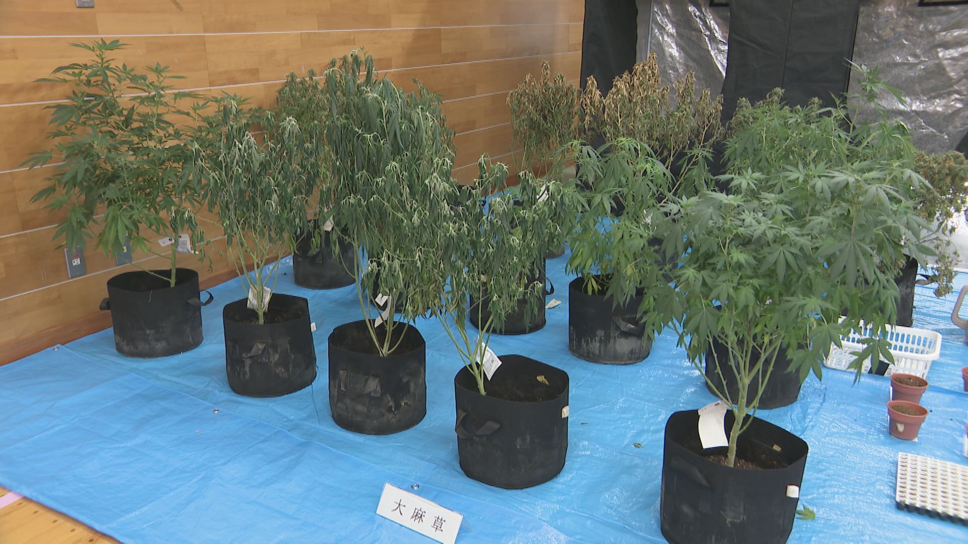 大麻草を営利目的で栽培か　ベトナム人留学生と共謀した技能実習生も逮捕　2人とも容疑否認