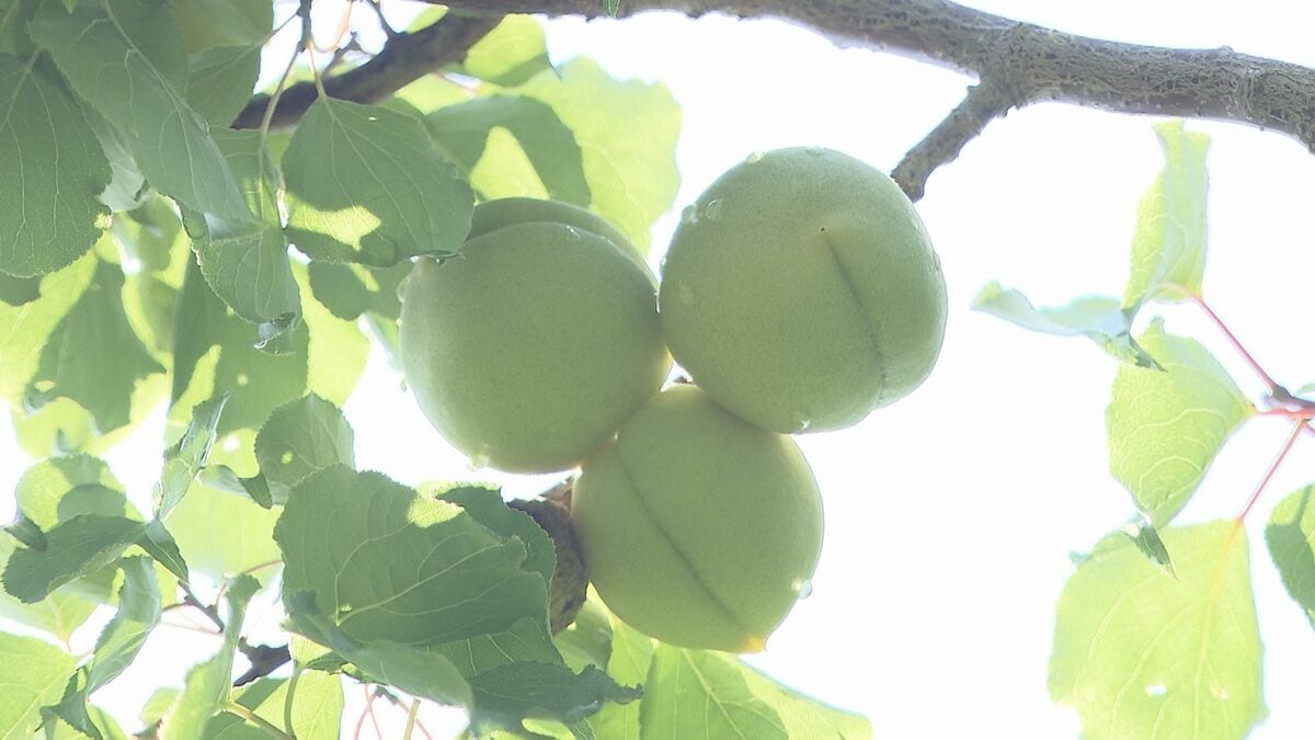 青いダイヤ”会津の初夏の味覚、高田梅の収穫始まる 今年は豊作 福島