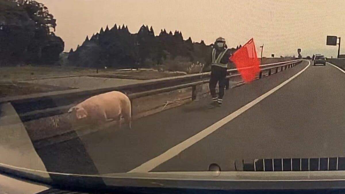 高速道路にブタがいる」東九州自動車道でドライバーから通報 鹿児島