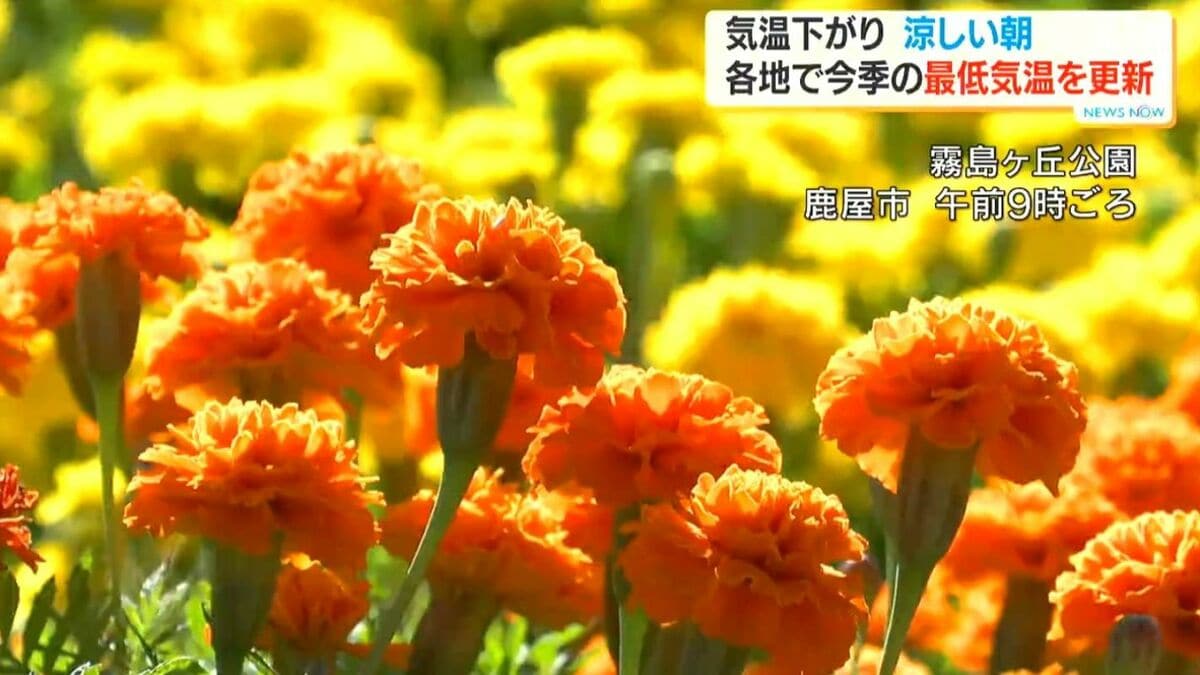 鹿児島県内各地で涼しい朝　33観測地点のうち18地点で今季最低気温を更新　鹿屋市でマリーゴールド見ごろ