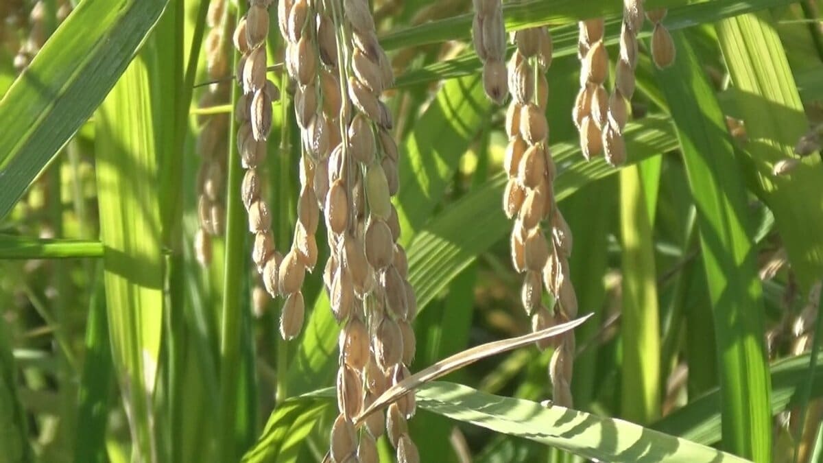 暑さに強い「にじのきらめき」　取り扱い量を5倍以上に増加するJAも　収穫時期の早さもポイント　山梨