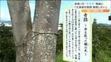 「自然災害は想定したものを超えて人を襲ってくる」1本のケヤキが住人8人の命を救った奇跡とは | 宮城のニュース│tbc NEWS│tbc東北放送