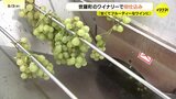 「完熟したブドウの風味が強い甘くてフルーティーなワインに･･･」広島県世羅町のワイナリーでワインの初仕込み|TBS NEWS DIG
