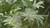 野生のラン「セッコク」の花が見ごろに 神社で樹齢800年の御神木に自生 三重・紀宝町 | 名古屋・愛知・岐阜・三重のニュース【CBC news】 | CBC web