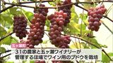 ワイン用ブドウの収穫 五ケ瀬町ではじまる | MRTニュース | MRT宮崎放送