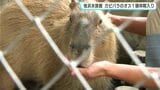 桂浜水族館　カピバラのオス１頭が仲間入り　6日から一般公開　|　高知のニュース・天気｜KUTV NEWS | KUTVテレビ高知