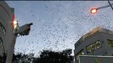 騒音やフンの被害の解決に ムクドリを音で寄せ付けない新兵器「バードソニック」開発 その効果は?【岡山】|TBS NEWS DIG