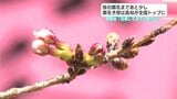 桜の開花まであと少し　開花予想は高知が全国トップに　気象台「成長具合は早いのかなと」|TBS NEWS DIG