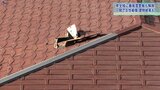 70代女性が風で転倒しけが トタン屋根がはがれる被害も 暴風雪警報解除も19日明け方にかけて強風・雪に注意 岩手 | IBC NEWS | IBC岩手放送