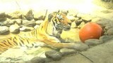 動物園の虎はミストで“涼”暑さ厳しい福岡で「かき氷」よく売れる | 福岡のニュース|RKB NEWS|RKB毎日放送