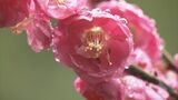 早くも春の足音　樹齢３００年の八重紅梅が見ごろ　|　名古屋・愛知・岐阜・三重のニュース【CBC news】 | CBC web