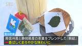 香ばしくまろやかに…中央アルプス・千畳敷で雪の中に日本茶を貯蔵 長野・駒ヶ根市|TBS NEWS DIG
