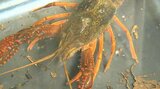 「大事に飼ってください」アメリカザリガニ・アカミミガメ逃がすと罰則 生態系に影響…規制の注意点 | 大分のニュース|OBS NEWS|大分放送