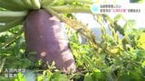 「甘くてナシを食べているような食感」伝統野菜の“入河内大根”収穫始まる 重さはおよそ3倍 | 高知のニュース・天気|KUTV NEWS | KUTVテレビ高知