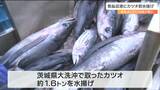 「今年は戻りカツオに期待できるのでは」気仙沼港にカツオ初水揚げ　去年より20日早く　|　宮城のニュース│tbc NEWS│tbc東北放送