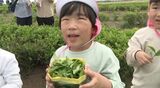 茶摘みを体験した園児や児童は「いいにおい」 石川県内で唯一の茶の産地 加賀市で新茶の刈り取り始まる　|TBS NEWS DIG