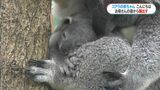 コアラのお腹が動く正体は… 2時間待つとひょっこり赤ちゃんがこんにちは 鹿児島 | 鹿児島のニュース|MBC NEWS|南日本放送