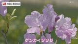 長崎・対馬 ゲンカイツツジと桜の共演 | 長崎のニュース | 天気 | NBC長崎放送