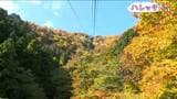 好天続き 絶好の“紅葉狩り日和”に!見頃は週末から 新潟県弥彦山|TBS NEWS DIG