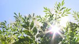高知・江川崎で今季の全国最高気温、36.7℃を観測(午後4時現在)2位から5位は? | 高知のニュース・天気|KUTV NEWS | KUTVテレビ高知