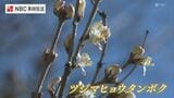 国内で対馬のみ自生の絶滅危惧種　「ツシマヒョウタンボク」開花|TBS NEWS DIG