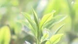 一番茶の生産量で静岡県が1位に 鹿児島県を抜いて首位となるのは2年ぶり「抹茶ブーム」も追い風|TBS NEWS DIG