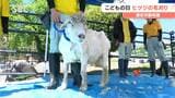 「めちゃくちゃモコモコだった!」須坂市の動物園 子どもたちがヒツジの毛刈りに挑戦 長野|TBS NEWS DIG