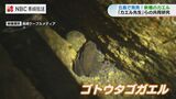 学名に“カエル先生”の名前「50年調査研究を続けたご褒美かな?」五島に生息のカエルが新種と判明 | 長崎のニュース | 天気 | NBC長崎放送