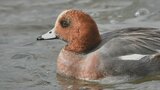鳥インフル「ヒドリガモ」から検出 養鶏場には異常がないものの監視を強化 富山|TBS NEWS DIG