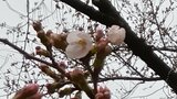 今日も”開花宣言”ならず… 日本三大夜桜・ 高田公園の桜 新潟県上越市|TBS NEWS DIG