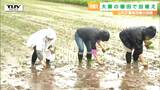 「ありがたみを感じる」「土が気持ちいい」棚田の再生を!大蕨で楽団員が田植え(山形・山辺町) | 山形のニュース│TUYテレビユー山形