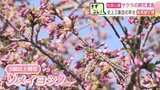 【桜前線】北海道に到達 独自観測を実施している北海道南部の松前町で「開花宣言」 2023年に次ぐ2番目の早さ 桜の名所「松前公園」 これから、250種1万本を超える桜が春を彩る|TBS NEWS DIG