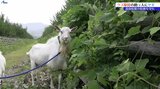 植樹したマツを植物の「クズ」から守る 高田松原でヤギによる駆除実証事業 岩手・陸前高田市|TBS NEWS DIG