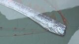 謎の深海魚「リュウグウノツカイ」生きた状態で捕まる　ほぼ完全に近い綺麗な個体　|　BSSニュース | BSS山陰放送