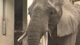推定40代で肥満知らず?全国の動物園が注目するゾウの“腸活” 健康の秘密は「草原」にあり | 熊本のニュース|RKK NEWS|RKK熊本放送