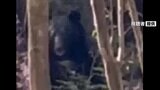 【動画あり】渓流釣り中に“獣臭”目の前にクマが…「クマァー」と叫ぶと退散=静岡市清水区 | 静岡のニュース | SBSNEWS | 静岡放送