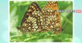 国指定の絶滅危惧種のチョウ「コヒョウモンモドキ」捕獲…種の保存法違反の疑いで55歳男を逮捕「貴重なチョウなので捕まえたかった…」長野・松本市の乗鞍高原…このチョウ捕獲による逮捕は全国初|TBS NEWS DIG