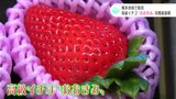 大粒で糖度が高くて香りが良いハイブランドのイチゴ! “おおきみ” 収穫最盛期 | 高知のニュース・天気|KUTV NEWS | KUTVテレビ高知