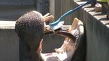 「(カバの歯が)大きかった」「(カバの歯が)いっぱいあった」園児たちがカバさん歯磨き 愛媛 | 愛媛のニュース - Nスタえひめ|あいテレビは6チャンネル