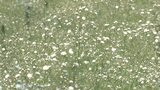 カスミソウが出荷のピーク迎える 高原の気候を生かして夏も収穫 大分・九重町 | 大分のニュース|OBS NEWS|大分放送