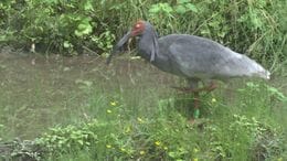 子どもたちがトキの生態学ぶ「餌のカエルとミミズはどこに？」石川県能美市・いしかわ動物園|TBS NEWS DIG