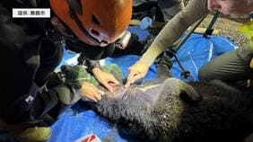 【速報】京都・舞鶴市でツキノワグマの親子を緊急銃猟 住宅の軒下に居座っていたところ麻酔銃が命中 京都府で初 殺処分へ|TBS NEWS DIG