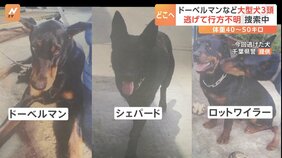 ドーベルマン・シェパード・ロットワイラー大型犬3頭が逃げ出す　千葉・四街道市|TBS NEWS DIG