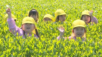 新茶の収穫が最盛期　幼稚園児16人が茶摘み体験　大分　　|　OBSニュース