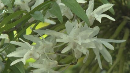 野生のラン｢セッコク｣の花が見ごろに 神社で樹齢800年の御神木に自生