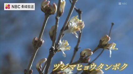 国内で対馬のみ自生の絶滅危惧種 「ツシマヒョウタンボク」開花 | TBS